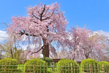 京都の桜