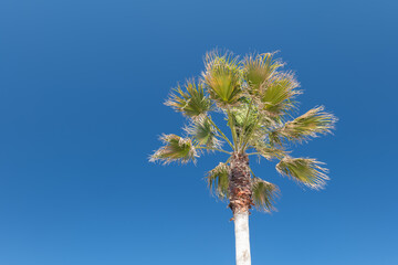 青空と椰子の木