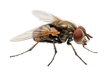 Foto op Plexiglas Close up of housefly Insect isolated on transparent png background, entomology collection, anatomy of insect concept. © TANATPON