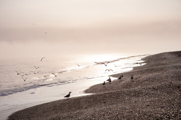 鳥が舞う朝の渚