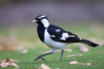 Side view of a Magpie-lark on a green lawn with scattered leaves, with the background out of focus - obrazy, fototapety, plakaty