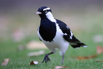 Front view of a Magpie-lark on a green lawn with scattered leaves, with the background out of focus