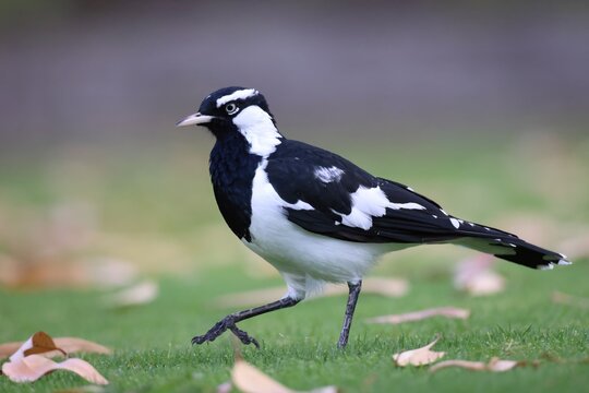 Side view of a Magpie-lark on a green lawn with scattered leaves, with the background out of focus
