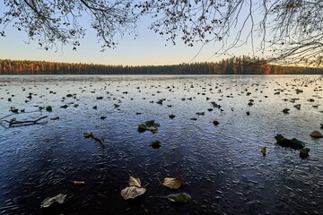 a flooded lake and some trees and water with leaves floating on the surface