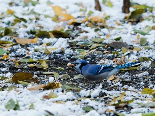 there is a blue jay that has fallen over in the snow