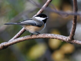 a little bird is perched on a branch outside in the day