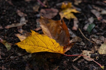 a leaf is laying on the ground with a black background