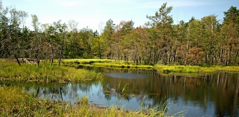 A beautiful view of the swamp in the forest.
