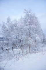 Snow covered trees in winter scenery.