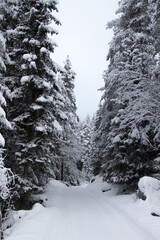 Fototapeta na wymiar Idyllic winter scene of a road lined with snow-covered trees blanketed in a fresh layer of snow
