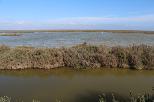 Landscape in the Camargue National Preserve, the Vaccar&egrave;s Pond. Arles, Provence, France. Water, flamingoes, blue sky.  Samphire, sea asparagus, glasswort, pickleweed in the foreground.