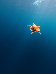Loggerhead sea turtle chilling underwater in the golden sunlight | Relaxing inspiring - obrazy, fototapety, plakaty