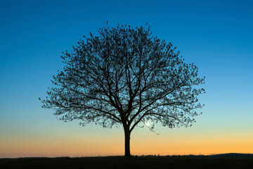 Fototapeta na wymiar Lone Tree Shining in the Warm Light at Spring Dusk: The Silhouette Evokes the End of the Day and Spring, While Expressing Hope for Renewal and a New Beginning