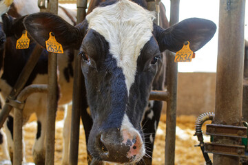 vaches dans une exploitation agricole, ferme laitière