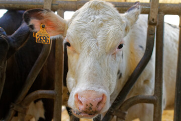 vaches dans une exploitation agricole, ferme laitière