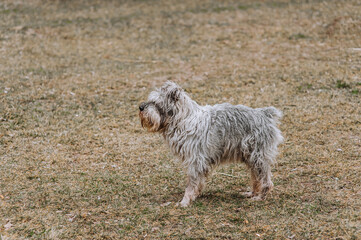 Photograph, portrait of a beautiful old, gray, overgrown Miniature Schnauzer dog in nature.