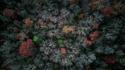 an aerial shot of the ground covered in autumn foliages