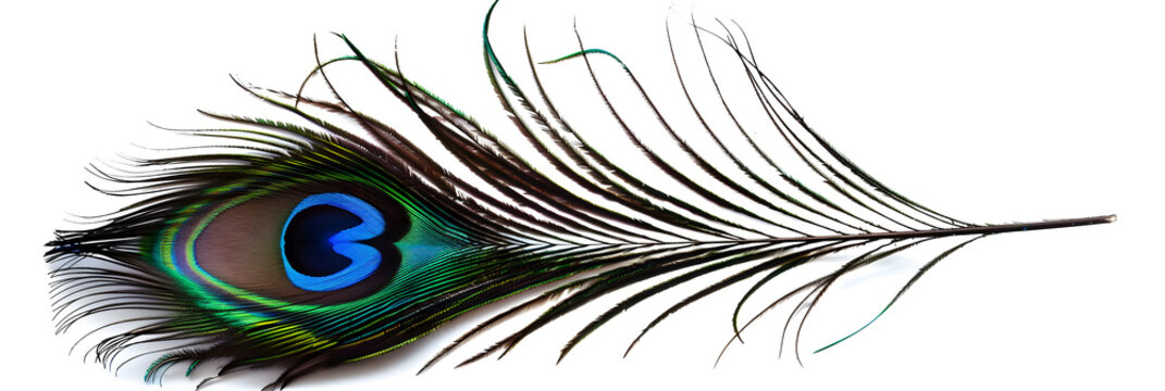 Bright beautiful peacock feathers on white transparent background and wallpaper ,The Resplendent Peacock Feather Glows Against a Transparent White Canvas, Mesmerizing All Who Behold It