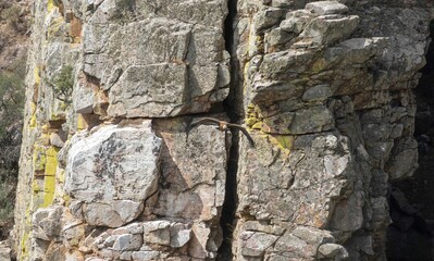 Griffon vulture in the foreground looking for food in the Monfrague National Park. Caceres.