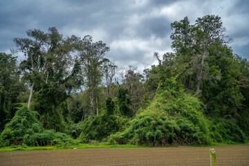 there is a very cloudy sky above the forest trees and land