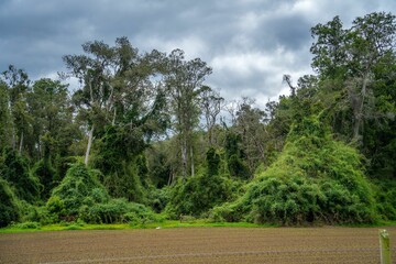 an empty field with lots of trees in the background, and a line of green