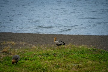 a couple of Black-faced ibis birds on the body of the water