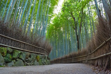 京都の嵐山にある竹に囲まれた小道