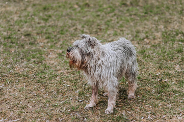 Naklejka na ściany i meble Photo of a beautiful old, gray, overgrown Miniature Schnauzer dog in nature. Portrait of a pet on a lawn in the forest.