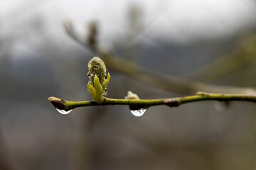 Close-up of a green branch and leaf covered in glistening water droplets with a blurred background