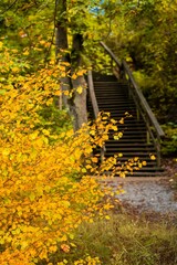 a bunch of leaves on trees and some steps in the woods