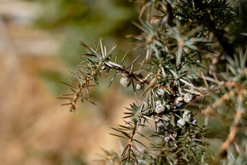 Closeup of juniper berry branches in a field under the sunlight with a blurry background