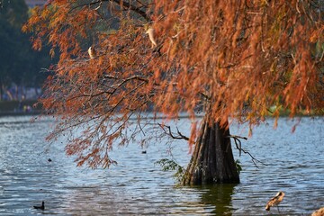 Bald cypress tree in a pond in a park on a sunny day in autumn