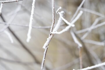 Closeup of tree branches covered in the frost with a blurry background