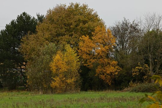 Idyllic landscape featuring trees with a vibrant autumnal display of yellow and red leaves