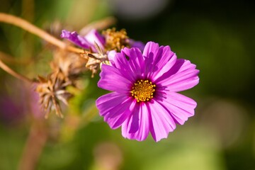 Closeup shot of a beautiful pink garden cosmos flower. - obrazy, fototapety, plakaty