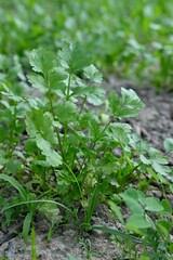 Close-up of a vibrant, lush green coriander plant emerging from the soil