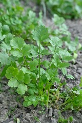 Closeup of green Coriander plant growing in a soil - obrazy, fototapety, plakaty