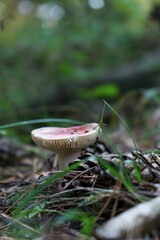 Small white mushroom growing on the ground, surrounded by debris