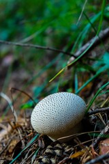 a mushroom that is standing out in the dirt on the ground