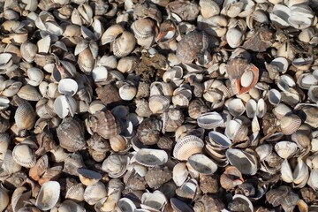 a lot of clams in the sand that look like they are in a pile
