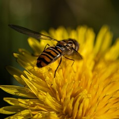 Closeup of bee perching on flower - obrazy, fototapety, plakaty