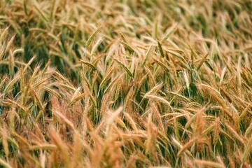 Scenic landscape featuring a lush green field of tall wheat, swaying gently in the breeze