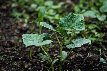 Close-up of a young lemon cucumber plant in its early stages of growth