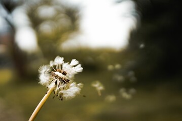 Close-up of single white dandelion against a blurred green background