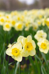 Obraz premium Close-up shot of a vibrant bunch of yellow daffodils blooming in lush, green garden setting.