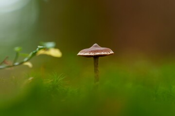 Mushroom surrounded by lush green foliage on blurred background