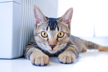 cat and mouse
