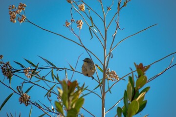 Low angle shot of a lesser goldfinch perched on a tree branch