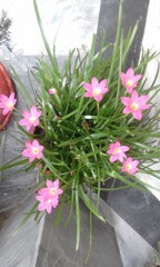 bouquet of flowers