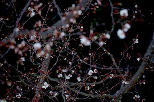 山桜のイメージ
